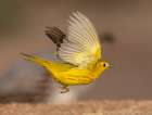 Yellow warbler, Arizona, USA Art Print